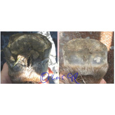 Barefoot Professional Development Clinic - Cust